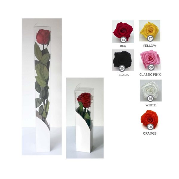 ROSA ESTUCHADA - RR-001.XX